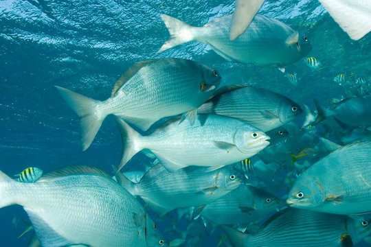 Mass of fish feeding: yellowtail snappers, permit, & sergeant majors, Half Moon Caye, World Heritage Site, Belize Barrier Reef-2nd Largest in the World 