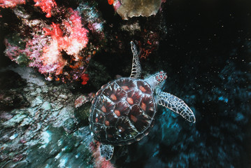 Micronesia, Palau, View of Loggerhead Sea Turtle (Caretta Caretta) swimming in sea at World Heritage Site