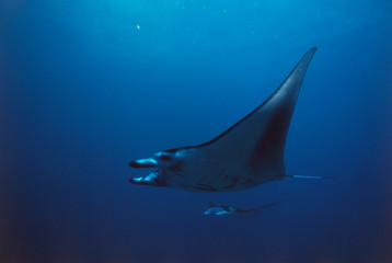 Micronesia, Yap, Ray Fish in sea