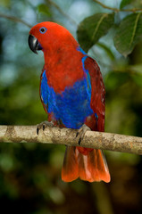 Papua New Guinea, Lae. Female Eclectus Parrot.