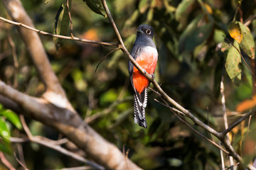 Brazil, Mato Grosso, The Pantanal, blue-crowned trogon (Trogon curucui) in a tree.