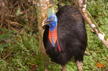 Papua New Guinea, Lae. Southern Cassowary.