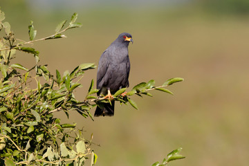 Brazil, Mato Grosso, The Pantanal, snail kite (Rostrhamus sociabilis) on a branch.
