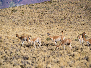 Vicuna (Vicugna vicugna) in the Altiplano of Argentina near the Serrania de Hornocal.