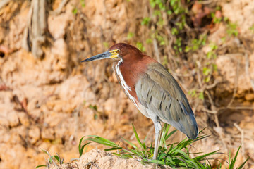 Brazil, Mato Grosso, The Pantanal, Rufescent tiger heron (Tigrisoma lineatum) on the river bank.