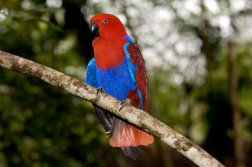 Papua New Guinea, Lae. Female Eclectus Parrot.