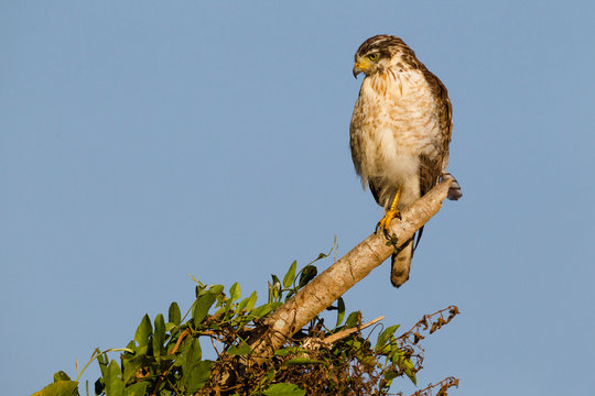Brazil, Mato Grosso, The Pantanal, roadside hawk (Buteo magnirostris) hawk on a branch.