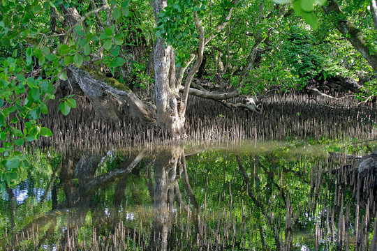 Kosrae, Micronesia. Mangrove trees with air roots showing at low tide, reflected in water.