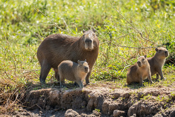 Pantanal, Mato Grosso, Brazil. Portrait of a mother Capybara and her young on the riverbank.