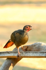 Pantanal, Mato Grosso, Brazil. Chaco Chachalaca at a birdfeeder in a tree.