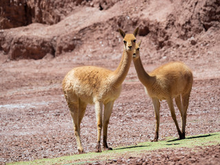 Vicuna (Vicugna vicugna) in the Altiplano of Argentina near Tolar Grande.