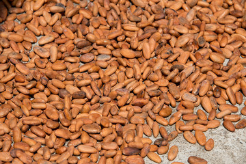 Belize, District of Toledo, Punta Gorda, Village of Columbia. Agouti Cacao Farm, owned by Eladio Pop. Coco pods drying in the sun.