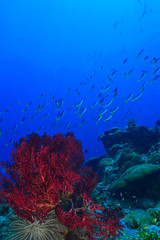 Fototapeta na wymiar Purple gorgonian Sea Fan, Blue-Gold Fusiliers (Caesio teres) Raja Ampat region of Papua (formerly Irian Jaya)