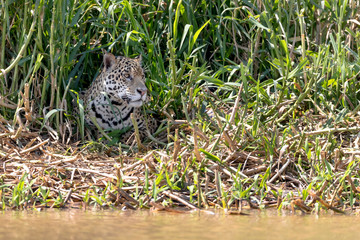 Brazil, The Pantanal, Rio Cuiaba. A female jaguar sits in the grass along the river looking for prey.