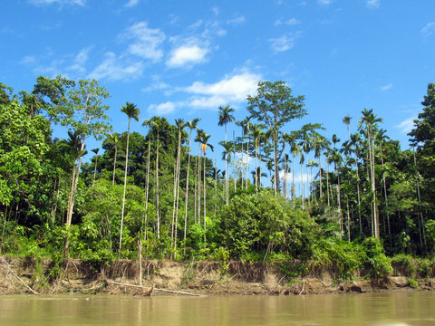 Papua New Guinea, Morobe Province. Betel Nut Palms on Watut River.