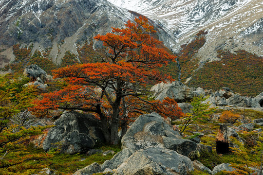 Argentina, Patagonia, Los Glaciares National Park, Lenga tree fall colors,. Credit as: Dennis Kirkland / Jaynes Gallery / DanitaDelimont.com
