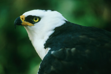 Obraz premium Black and White Hawk, Eagle, (Spizaetus melanoleucus), portrait in captivity, Atlantic Forets, southeast Brazil.