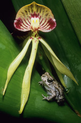 Belize, portrait of a toad and native Black orchid, (Encyclia cochleata), national flower of Belize.