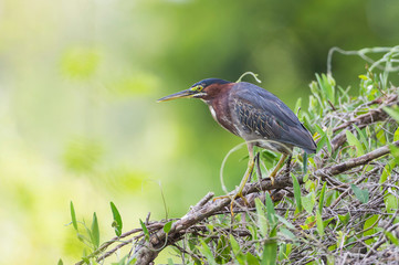 Belize, Crooked Tree Wildlife Sanctuary. Little Green Heron perching on a branch