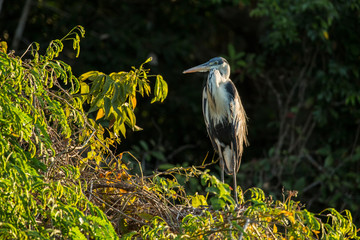 , with only its snout showing. Cocoi Heron perched on a tree at sunset on the Cuiaba River.
