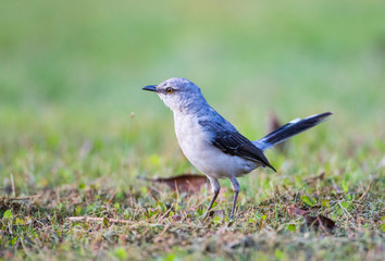 Belize, Crooked Tree Wildlife Sanctuary. Tropical Mockingbird walks across a lawn hunting for food.