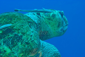 Large very old Loggerhead Turtle (Caretta caretta) Hol Chan Marine Preserve, Belize Barrier Reef-2nd Largest in the World