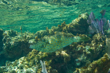 Scrawled Filefish, Hol Chan Marine Park, Ambergris Caye, Belize