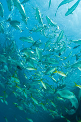 Fototapeta na wymiar Mass of fish feeding: yellowtail snappers, permit, & sergeant majors, Half Moon Caye, World Heritage Site, Belize Barrier Reef-2nd Largest in the World