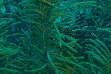 Fototapeta na wymiar Grouper (Epinephelus sp.) hiding behind sea fan Hol Chan Marine Preserve, Belize Barrier Reef-2nd Largest in the World