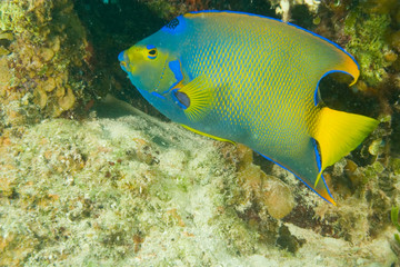 Fototapeta na wymiar Queen Angelfish (Holacanthus ciliaris) Hol Chan Marine Park, Belize Barrier Reef-2nd Largest in the World 