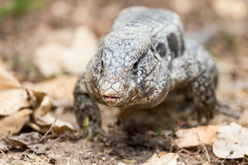 Brazil, Mato Grosso, The Pantanal, golden tegu, aka black tegu (Tupinambis teguixin).