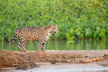 Pantanal, Mato Grosso, Brazil. Jaguar standing on a sandbar along the Cuiaba River, surrounded by tiny flying insects.