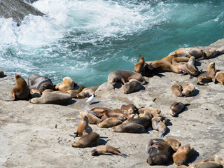 South American sea lion (Otaria flavescens) also called Southern Sea Lion and Patagonian Sea Lion, colony in the Valdes National Park. Valdes is listed as UNESCO World Heritage Site. Argentina, Chubut