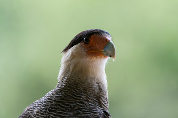 Crested caracara (Polyborus plancus), Pantanal, Mato Grosso, Brazil.