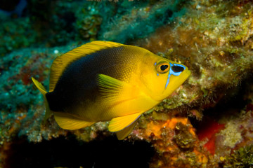 Fototapeta na wymiar Shy Hamlet (Hypopletrus guttavarius) Hol Chan Marine Preserve, Belize Barrier Reef-2nd Largest in the World 