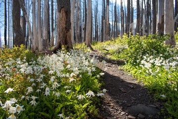 Wildflowers along mountain trail