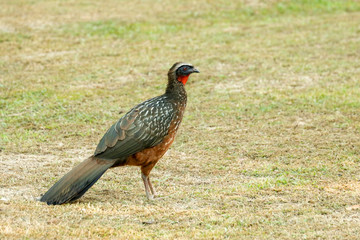 Pantanal, Mato Grosso, Brazil. Chestnut-bellied Guan