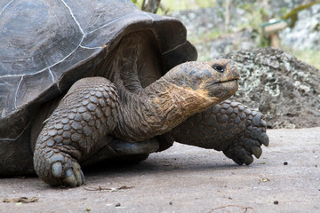 Naklejka premium Giant Tortoise in highlands of Floreana Island, Galapagos Islands