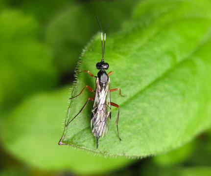 Ichneumonidae. a real rider. Hymenoptera insect.