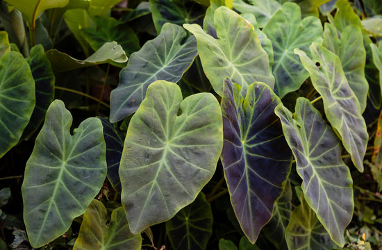 Brazil, Belem. Close-up of a philodendron.