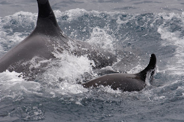 Killer Whales (Orcinus orca) Galapagos Islands Ecuador. South America © Pete Oxford/Danita Delimont
