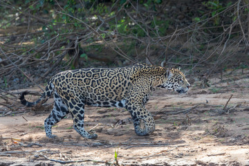 Brazil, Mato Grosso, The Pantanal, Rio Cuiaba, jaguar (Panthera onca) walking along the bank of the Cuiaba River.