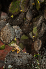 Galapagos Land Iguana (Conolophus subcristatus) South Plaza Island Galapagos Islands, Ecuador.