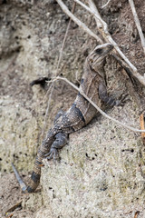 Belize, Ambergris Caye. Spiny-tailed Iguana sits on the edge of a ditch.