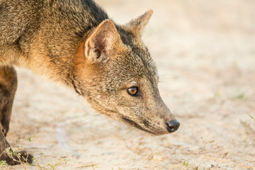 Pantanal, Mato Grosso, Brazil. Crab-eating Fox at sunrise. The crab-eating fox searches for crabs on muddy floodplains during the wet season, giving this animal its common name.