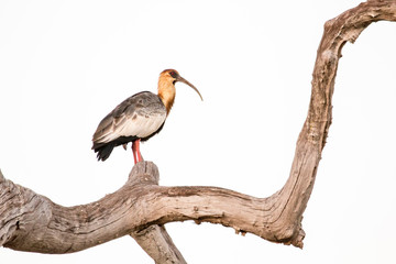 Pantanal, Mato Grosso, Brazil. Buff-necked Ibis in a dead tree.