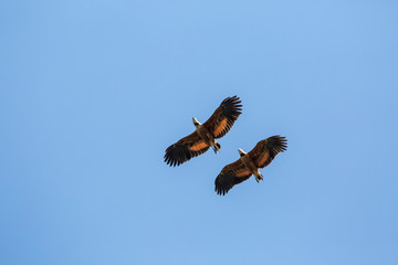 Pantanal, Mato Grosso, Brazil. Two Black-Collared Hawks flying.