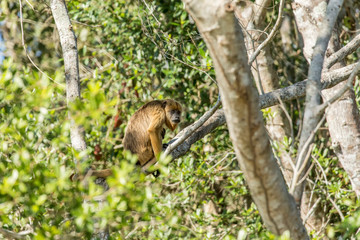 Pantanal, Mato Grosso, Brazil. Female Black Howler Monkey and baby (Alouatta caraya).
