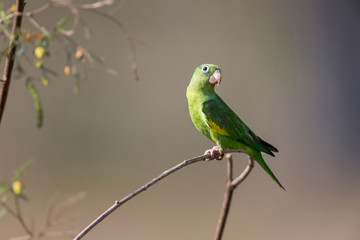 Fototapeta na wymiar Brazil, Mato Grosso, The Pantanal, yellow-chevroned parakeet (Brotogeris chiriri).