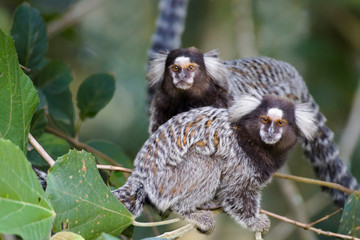 Brazil, Sao Paulo, Common marmosets in the trees.